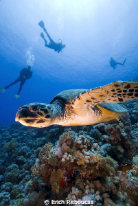Turtle & divers by Erich Reboucas 